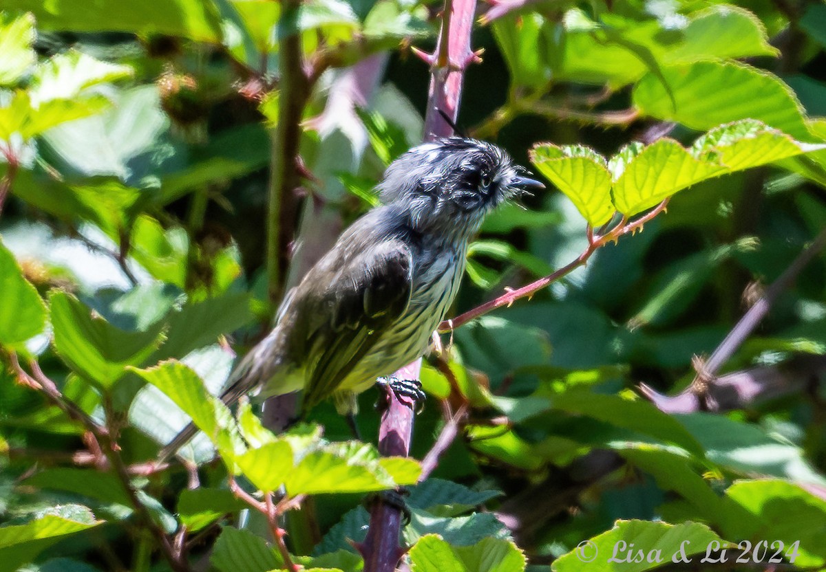 Tufted Tit-Tyrant - ML615685702