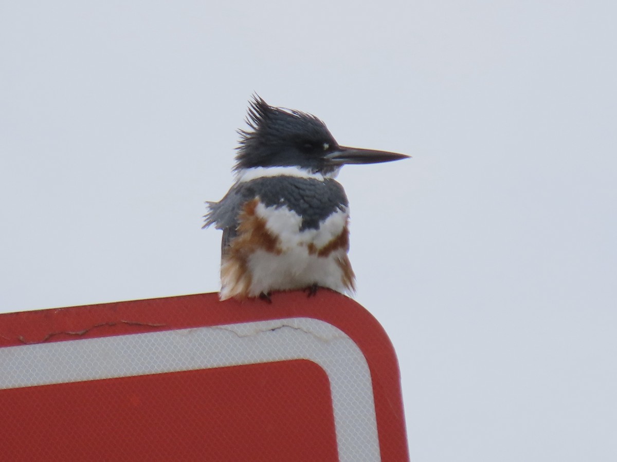 Martin-pêcheur d'Amérique - ML615685721