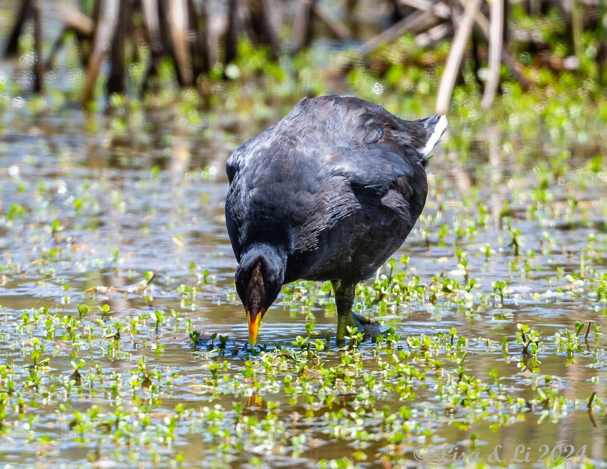 Red-fronted Coot - ML615685725