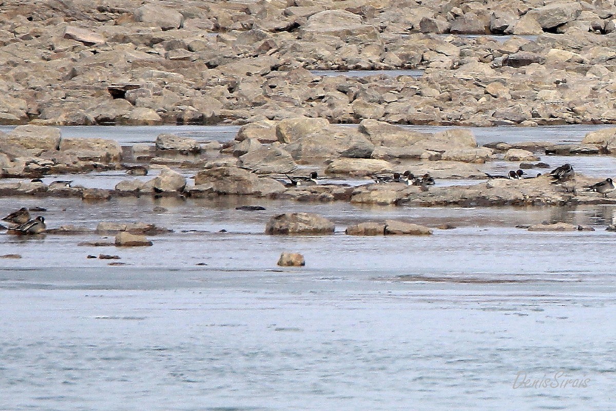 Northern Pintail - ML615685753