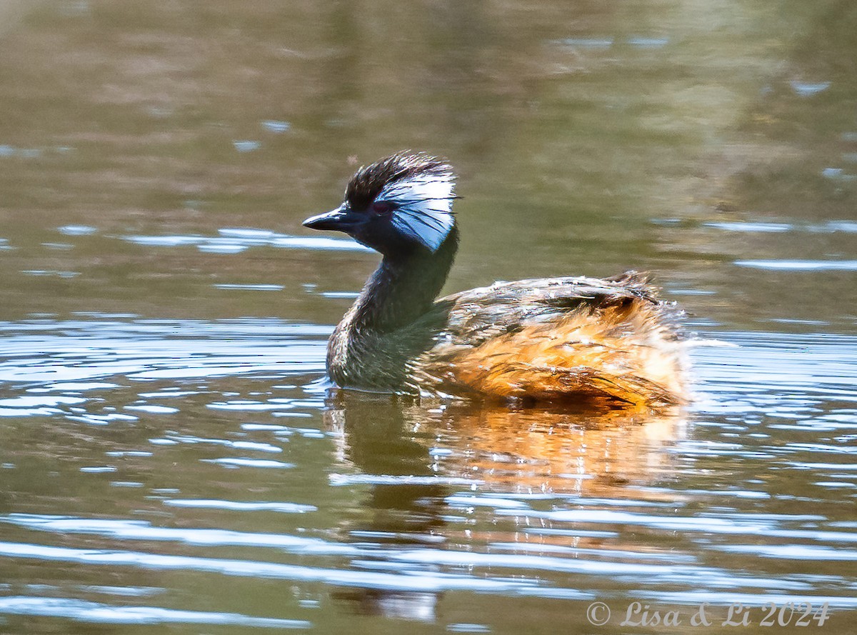 White-tufted Grebe - ML615685764