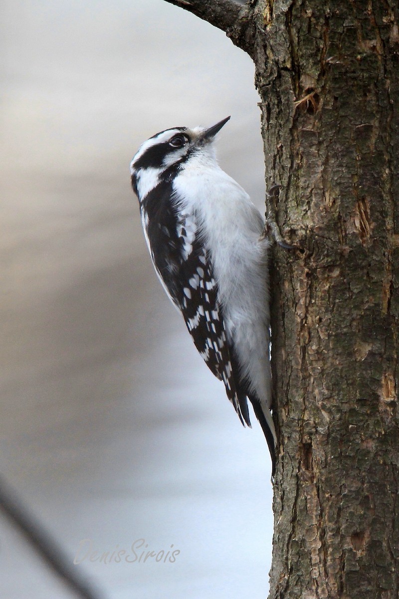 Downy Woodpecker - ML615685777