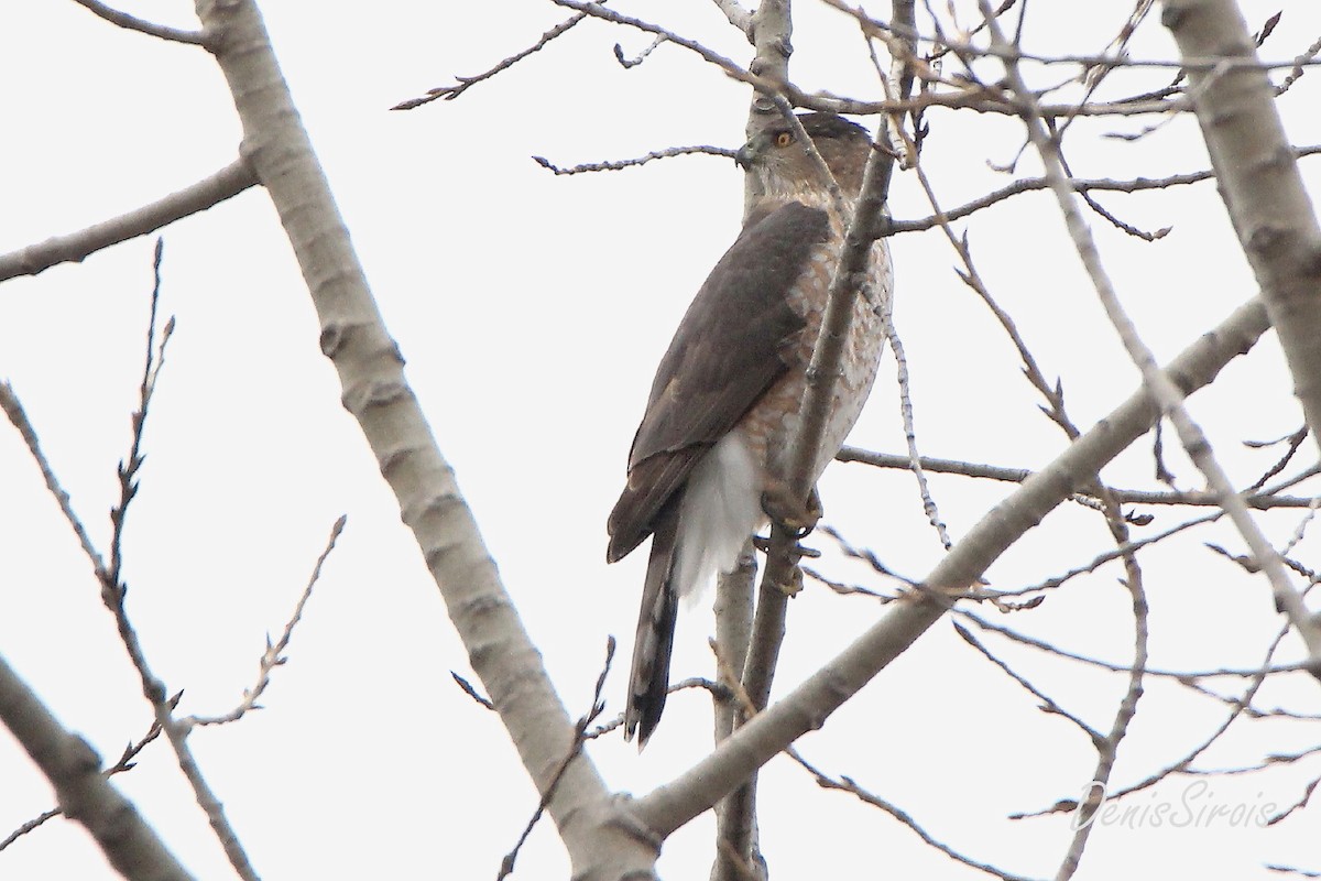 Cooper's Hawk - ML615685783