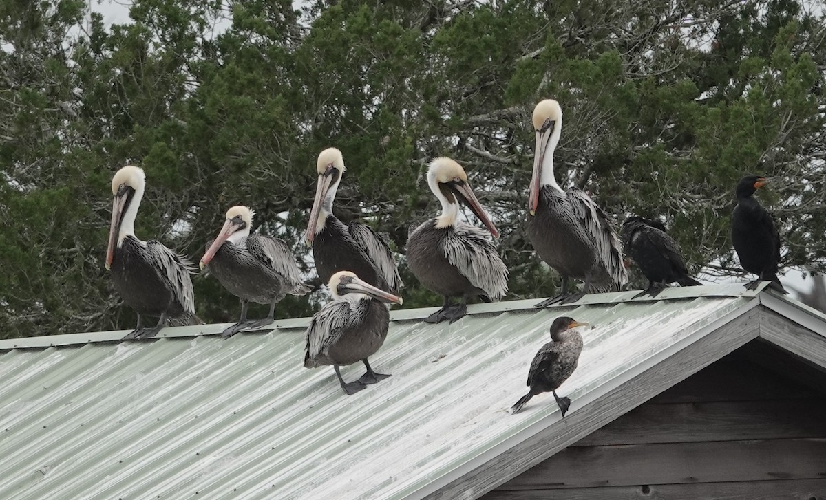 Brown Pelican - ML615685785