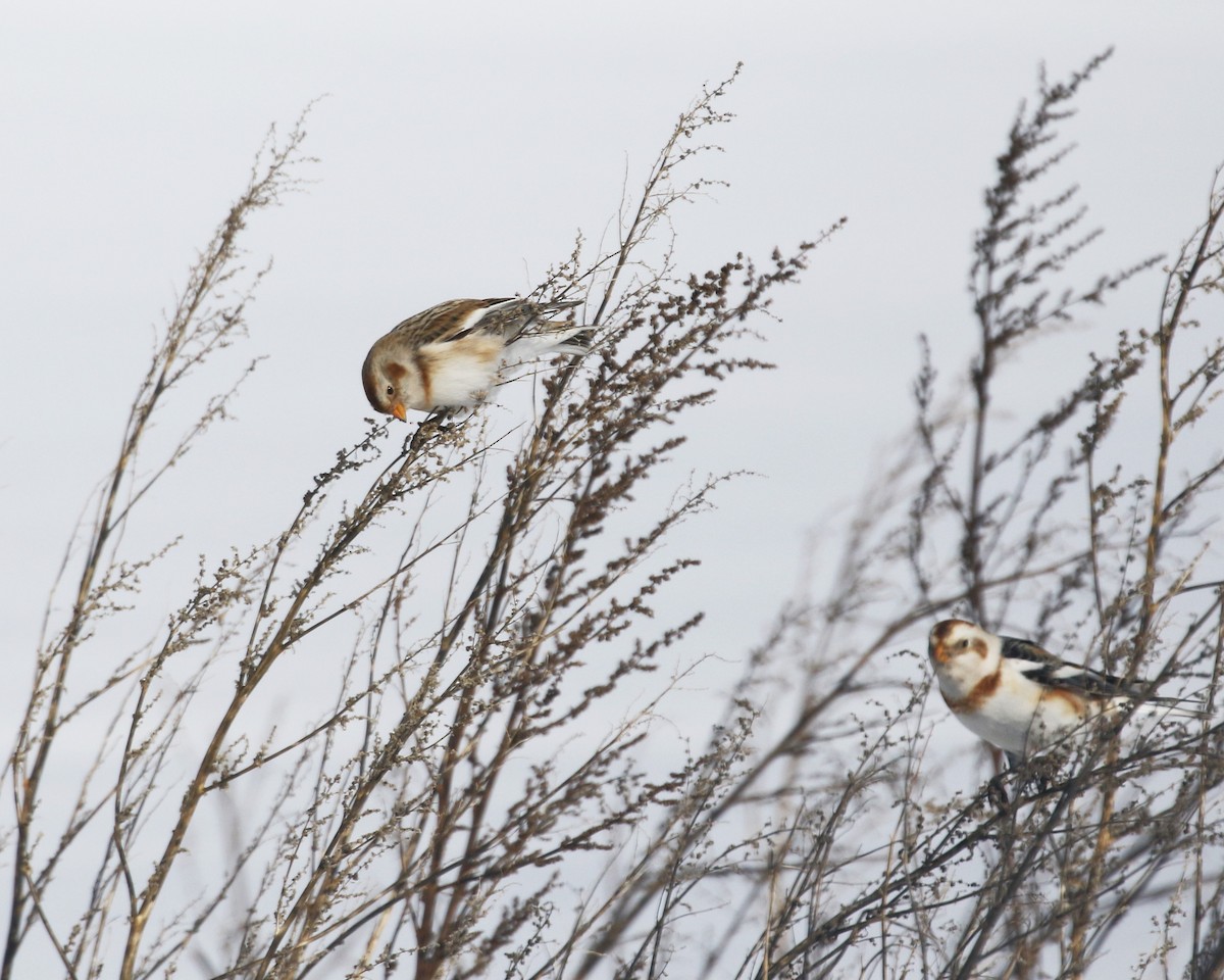 Snow Bunting - ML615685806