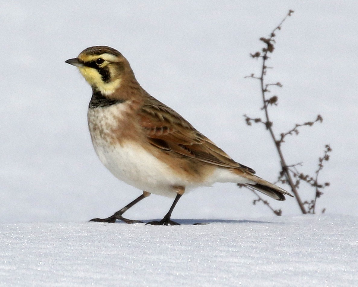 Horned Lark - ML615685809