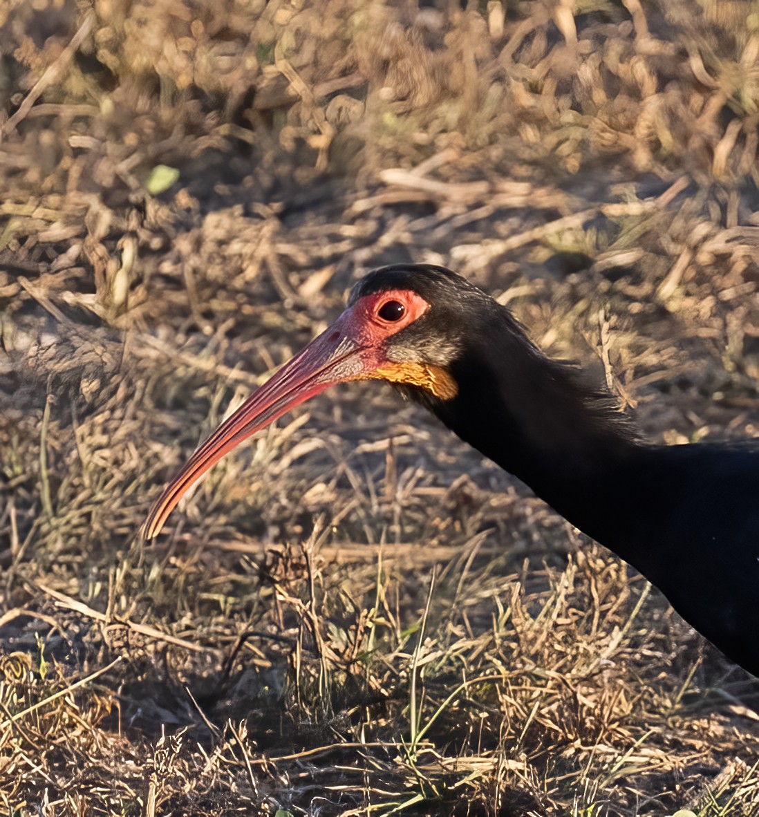 ibis dlouhoocasý - ML615685870