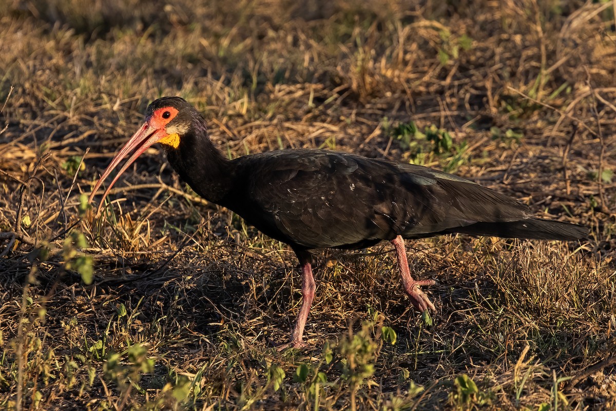 ibis dlouhoocasý - ML615685871