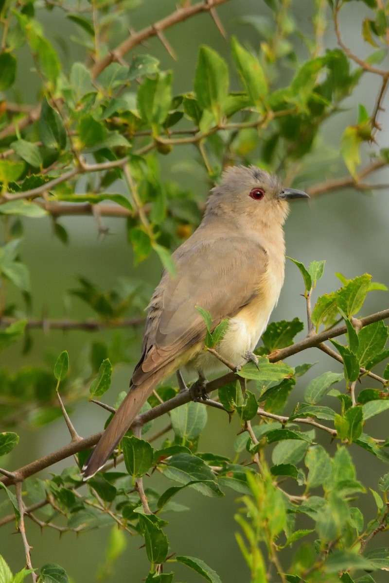 Ash-colored Cuckoo - Maximiliano Fontana Kriger