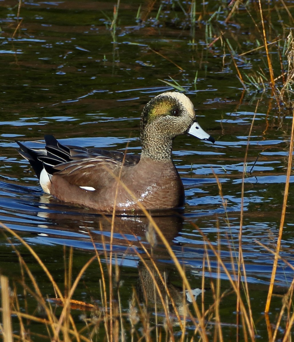 American Wigeon - Kent Leland