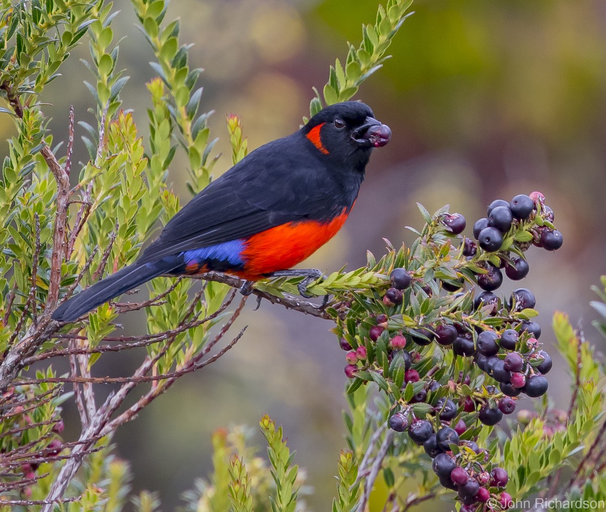 Scarlet-bellied Mountain Tanager - John Richardson