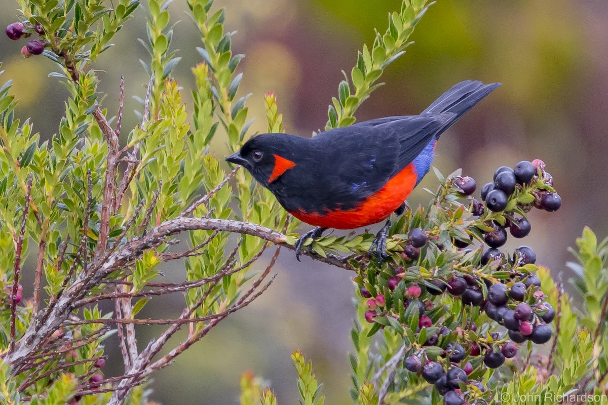 Scarlet-bellied Mountain Tanager - John Richardson