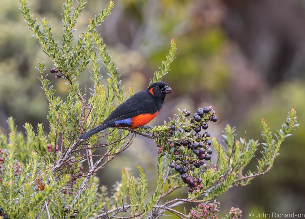 Scarlet-bellied Mountain Tanager - John Richardson