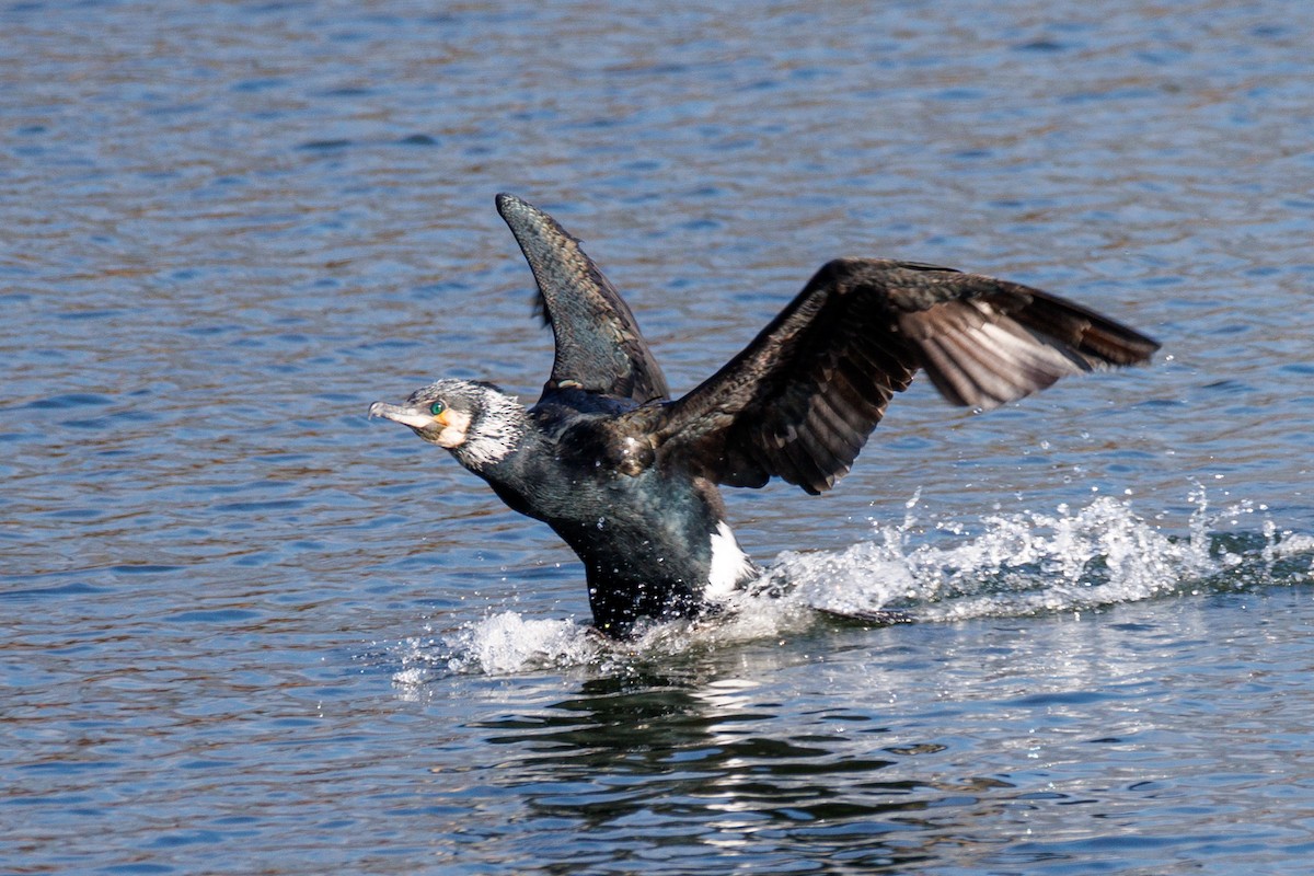 Great Cormorant - ML615685979