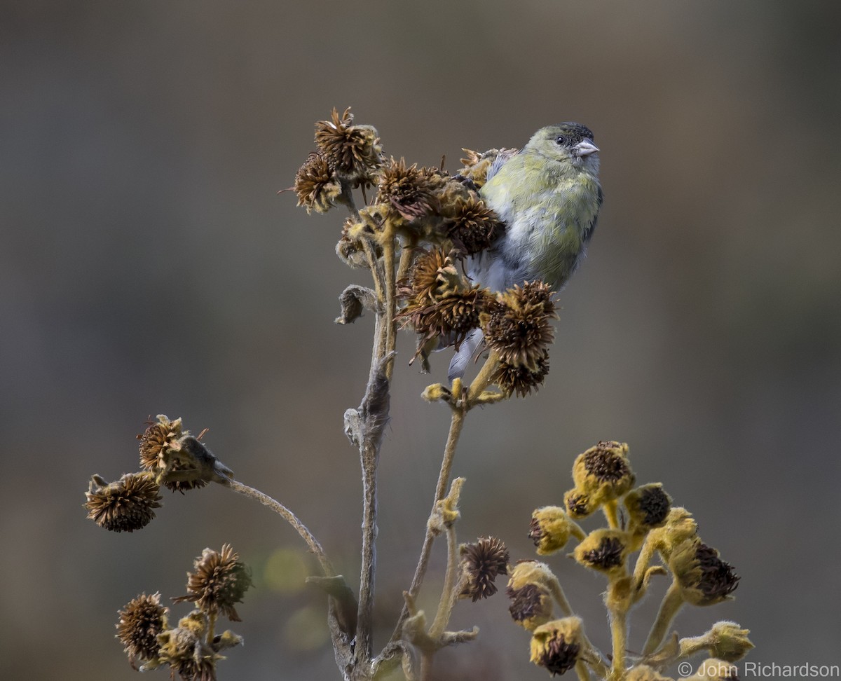 Andean Siskin - ML615685995