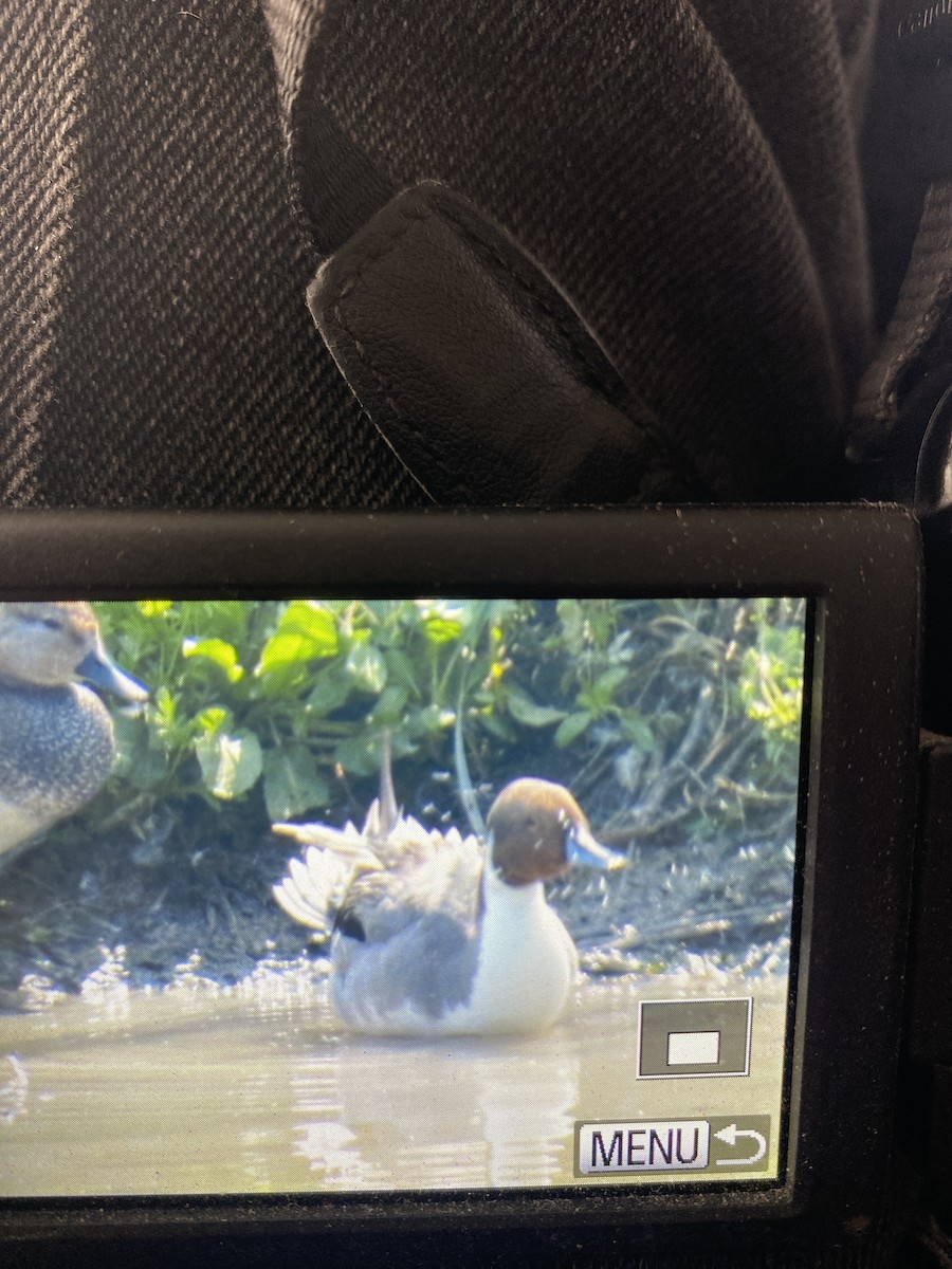 Northern Pintail - Huck  Hutchens