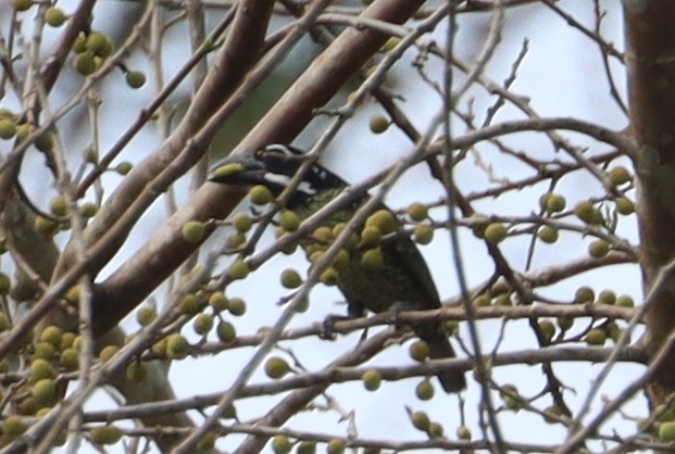 Hairy-breasted Barbet - ML615686052