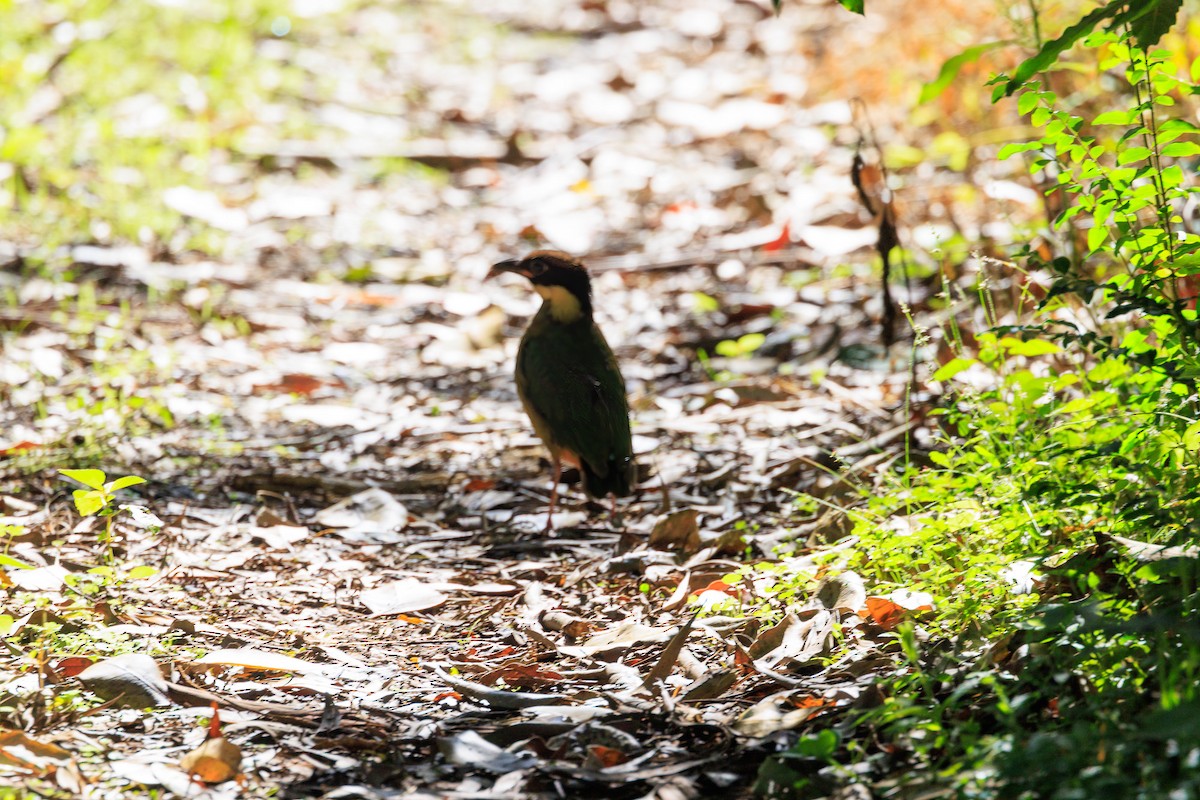 Noisy Pitta - ML615686083