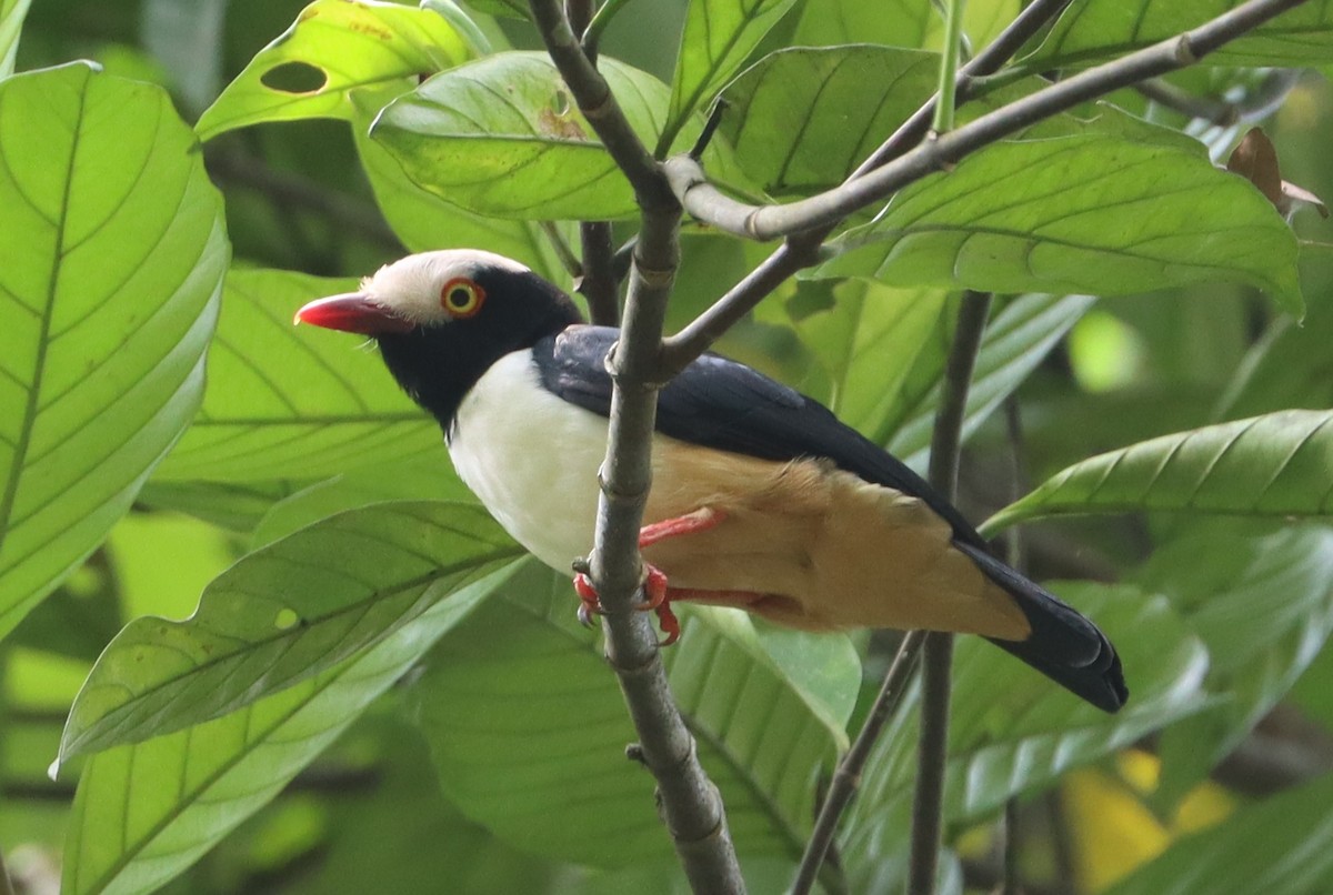 Red-billed Helmetshrike - ML615686116