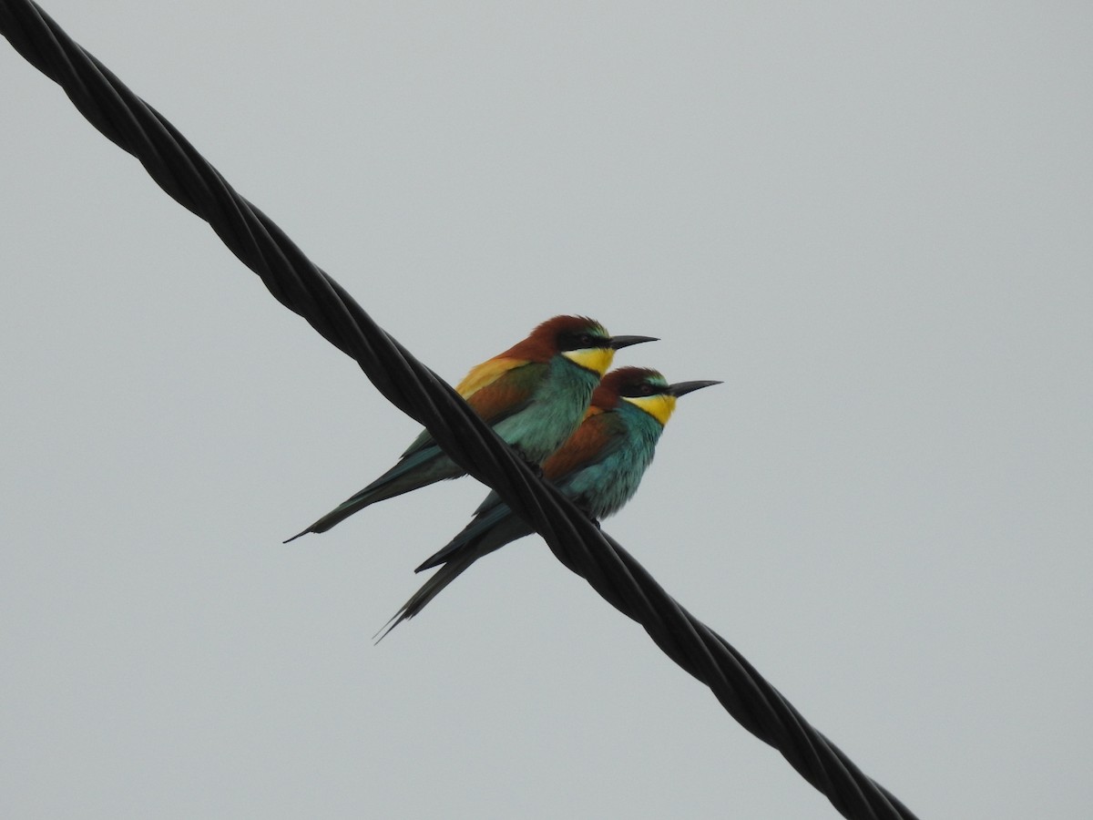 European Bee-eater - ML615686204