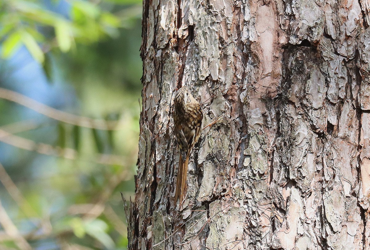 Hume's Treecreeper - Wayne Paes