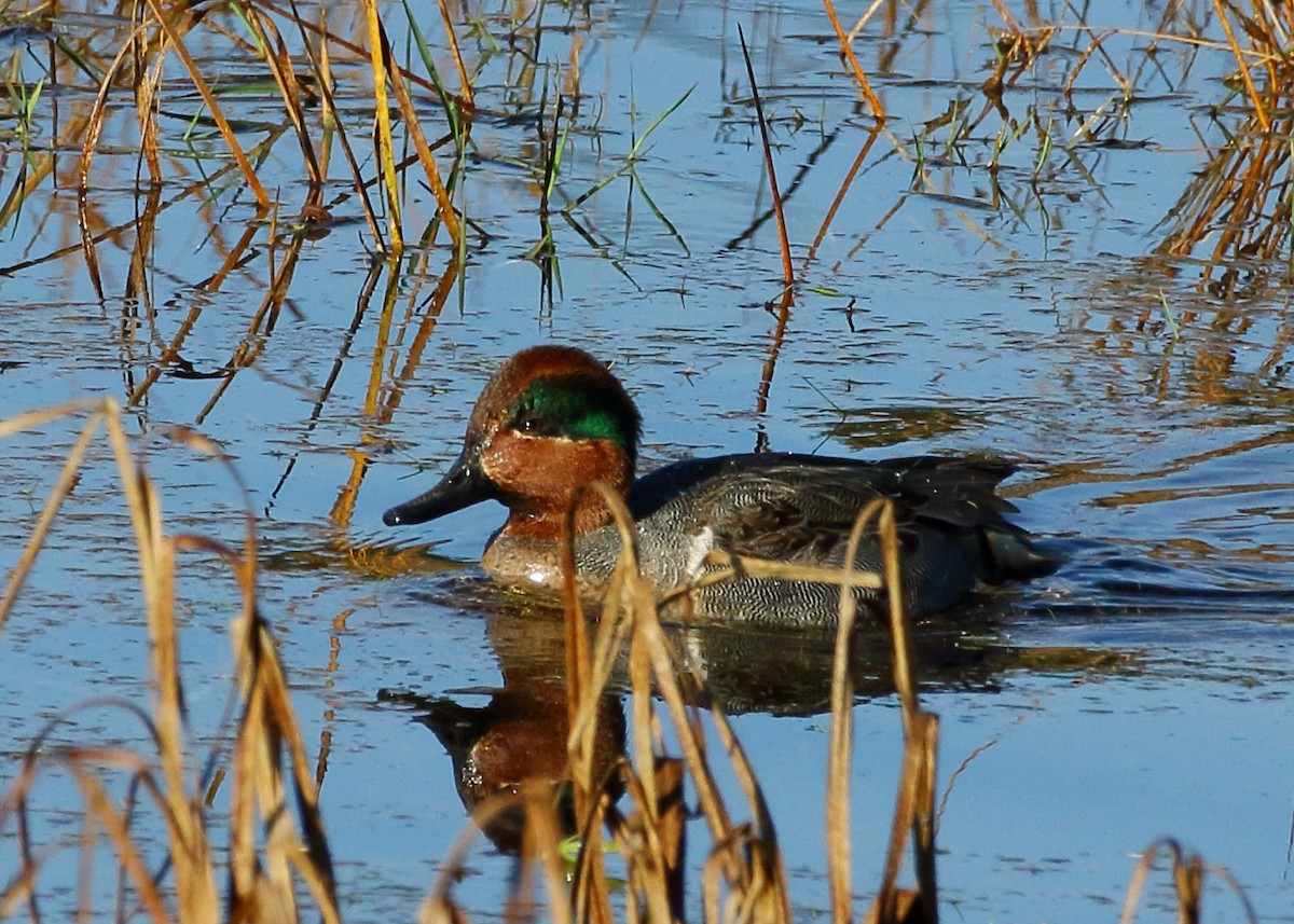 Green-winged Teal - ML615686237