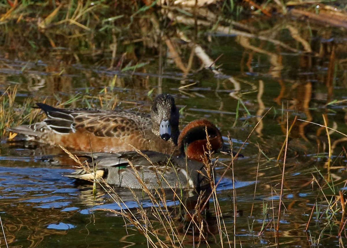 Green-winged Teal - ML615686248