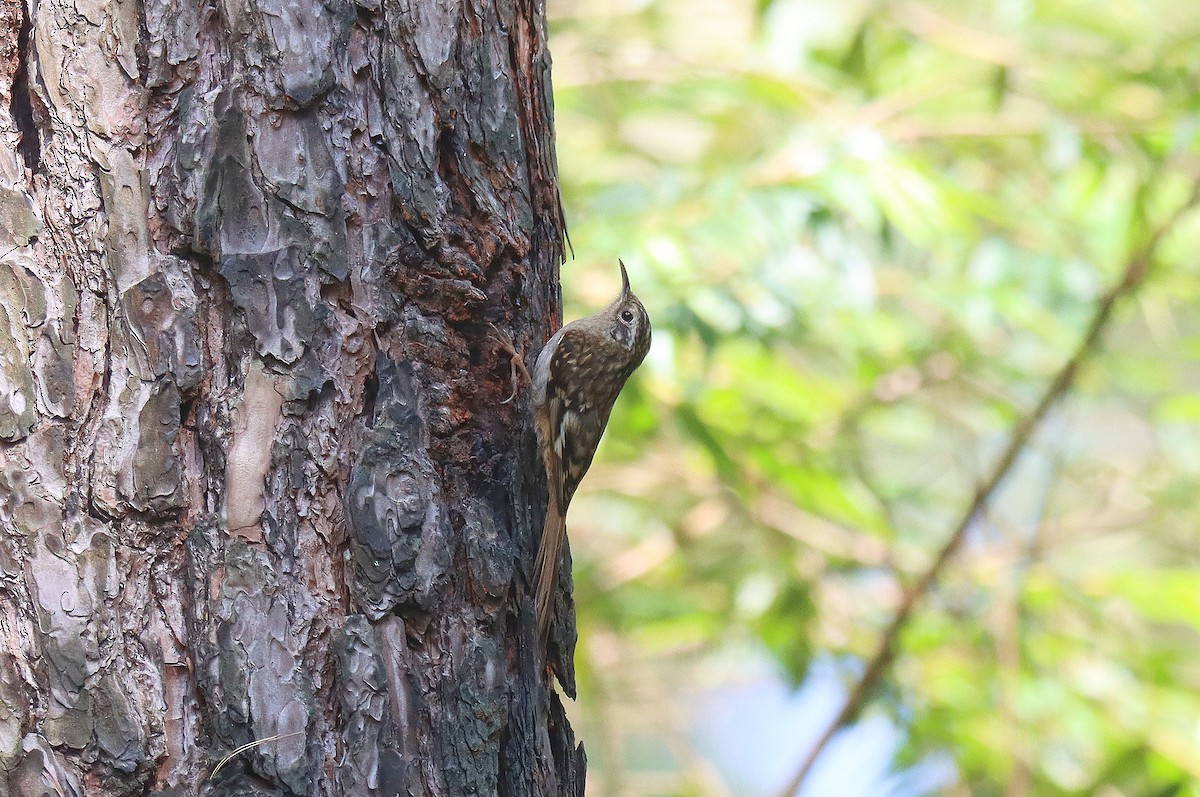 Hume's Treecreeper - ML615686268