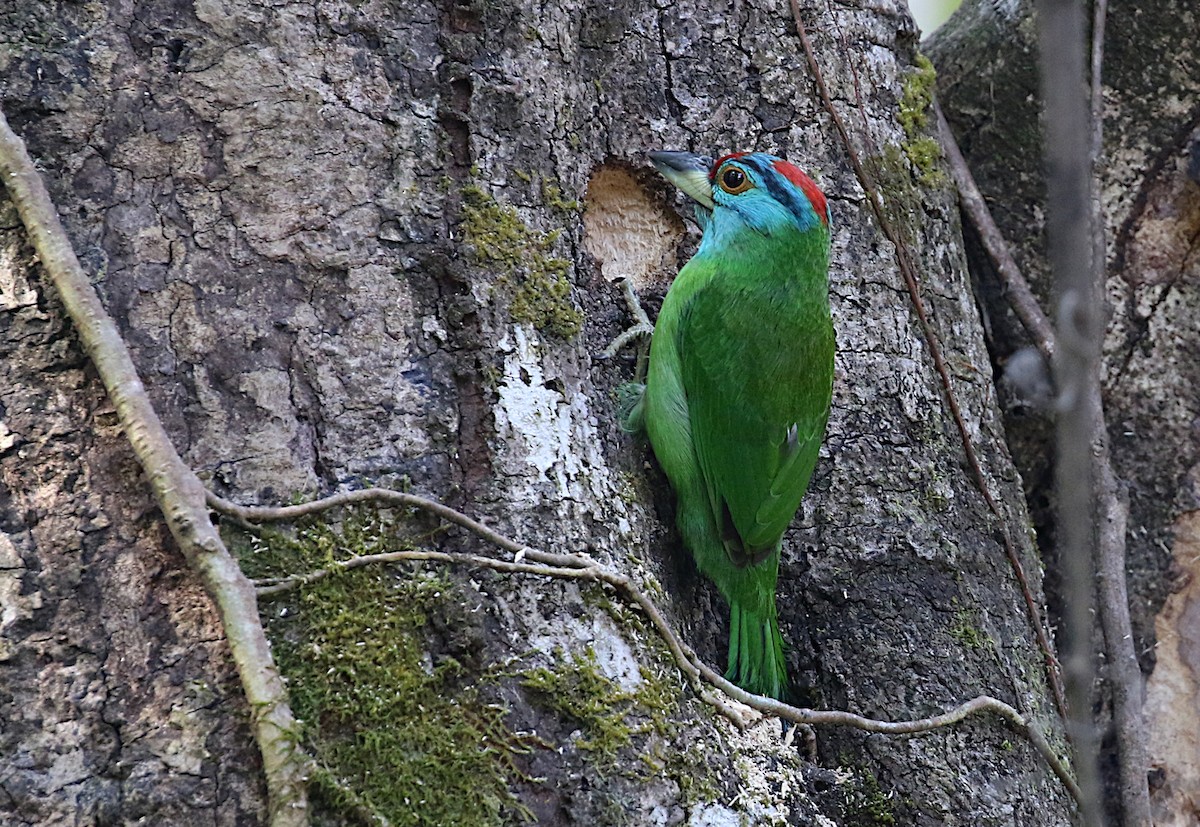 Blauwangen-Bartvogel - ML615686271