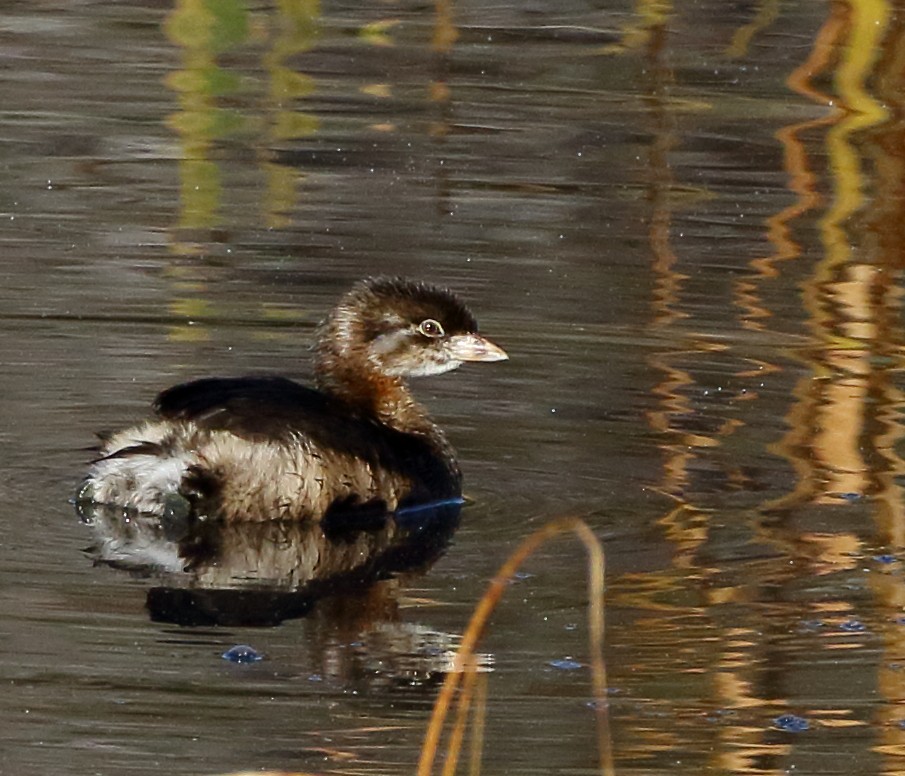 Pied-billed Grebe - ML615686295