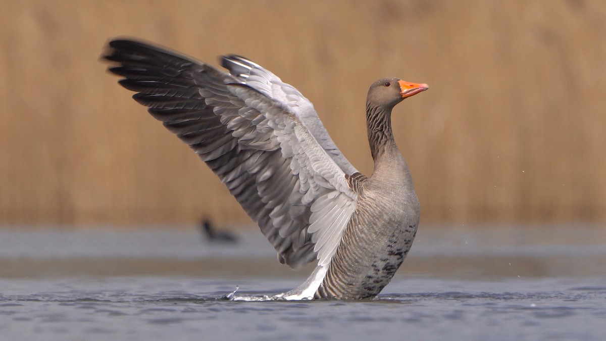 Graylag Goose - Paweł Maciszkiewicz