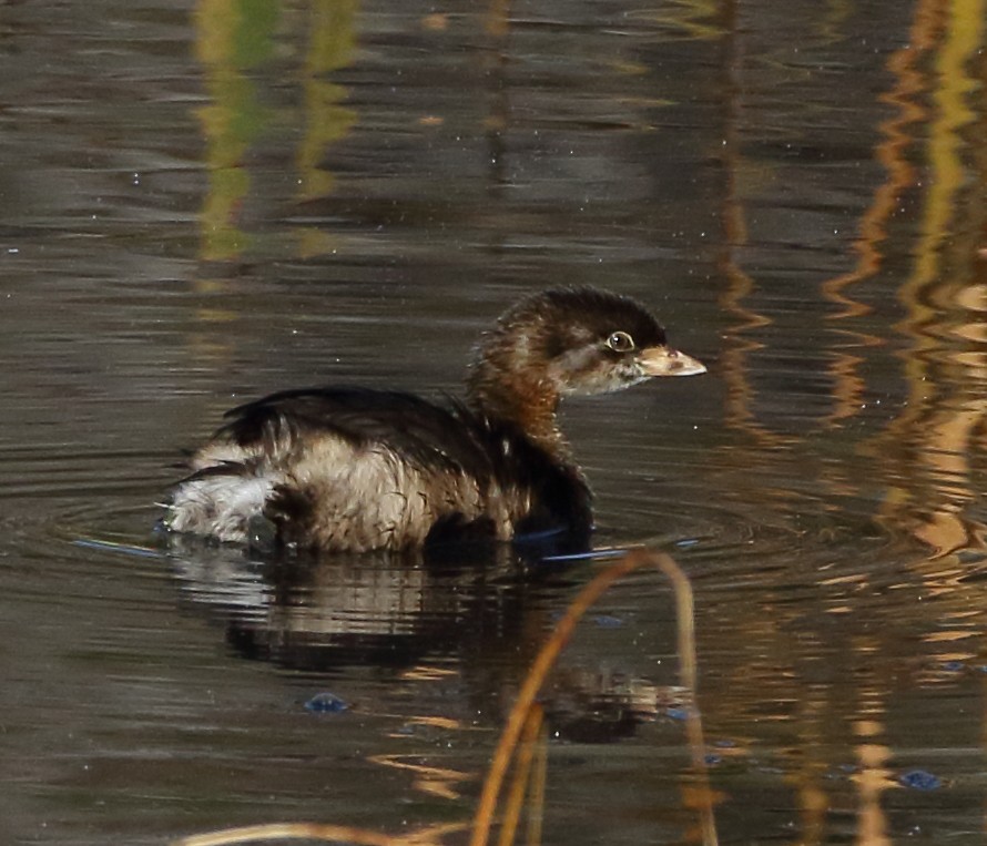 Pied-billed Grebe - ML615686303