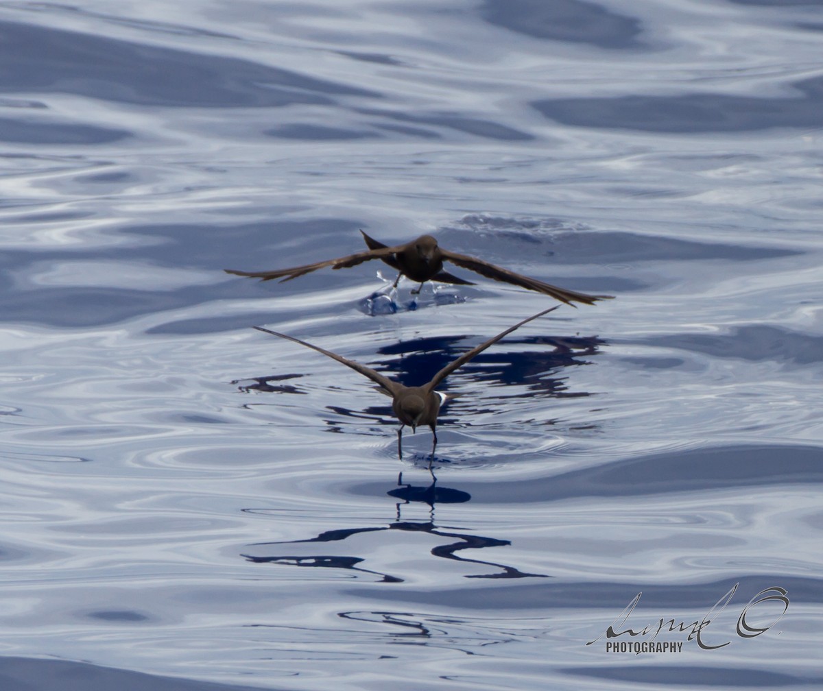 Wilson's Storm-Petrel - Sig Olsen