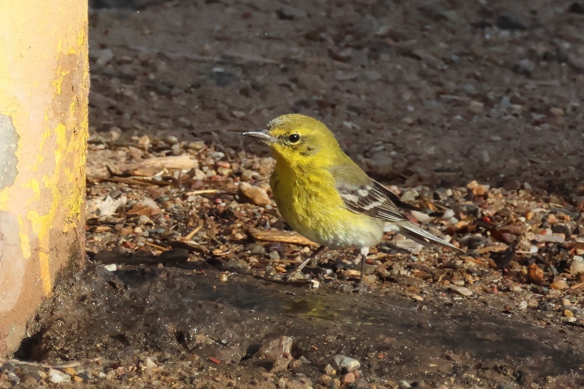 Pine Warbler - Steven Tracey