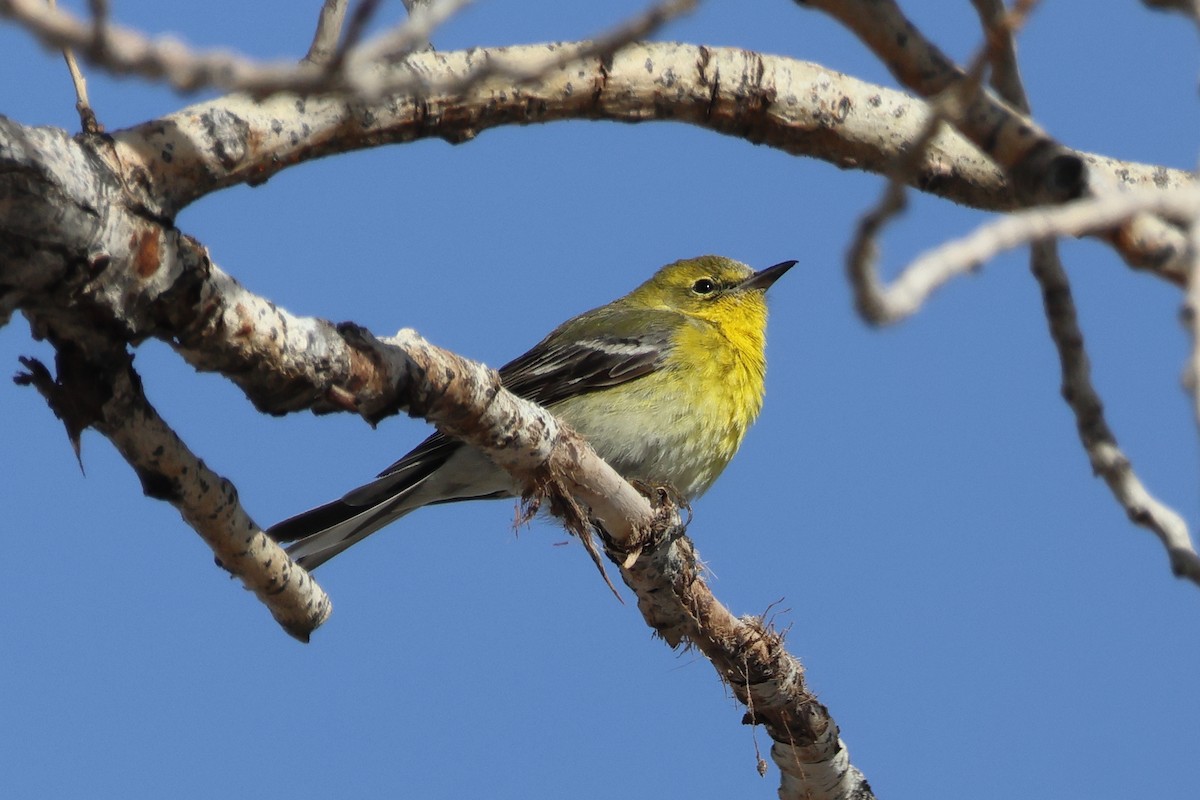 Pine Warbler - Steven Tracey