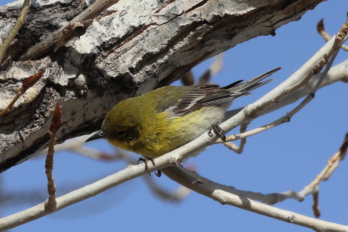 Pine Warbler - Steven Tracey