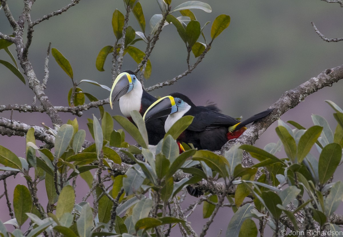 Channel-billed Toucan - ML615686330