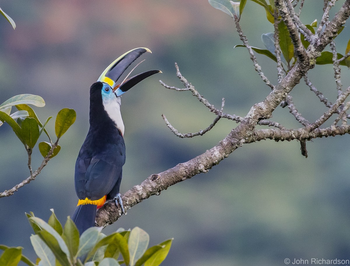 Channel-billed Toucan - ML615686331