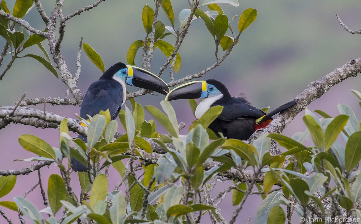 Channel-billed Toucan - ML615686333