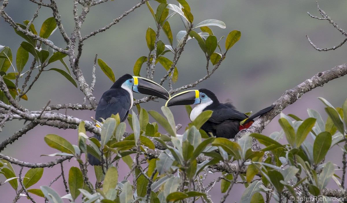 Channel-billed Toucan - ML615686335