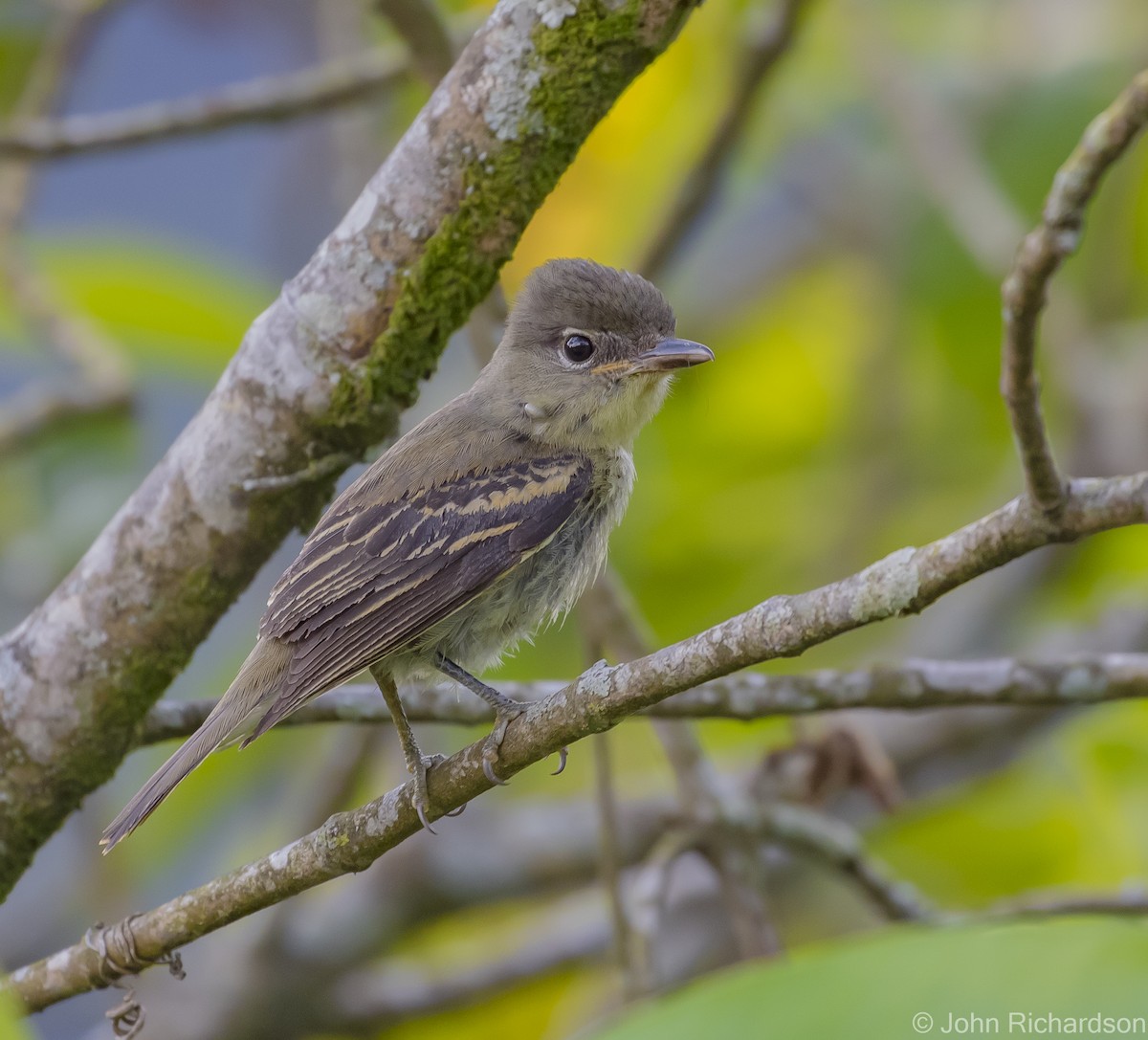 White-winged Becard - ML615686349