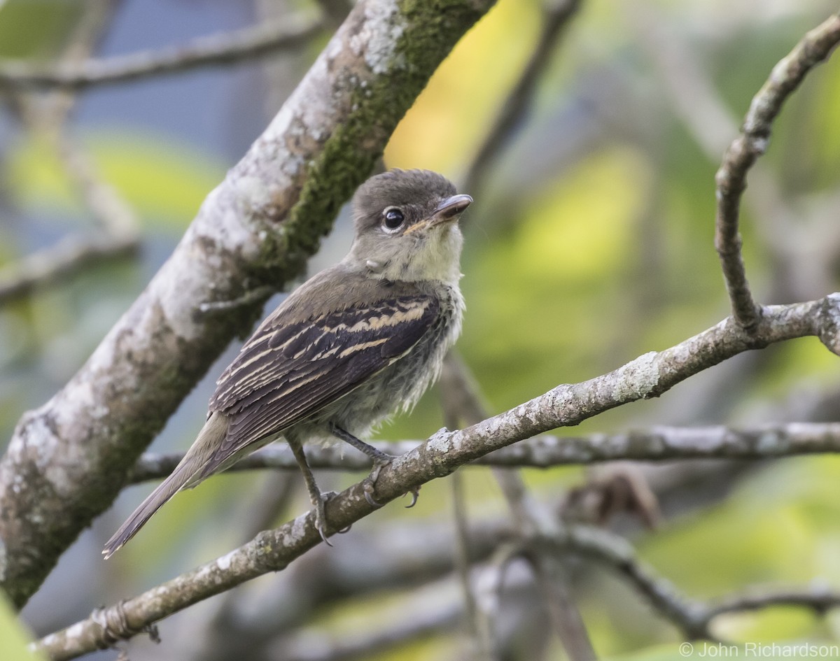 White-winged Becard - John Richardson