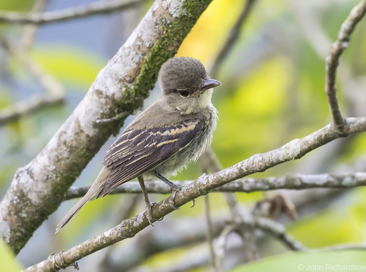 White-winged Becard - ML615686351