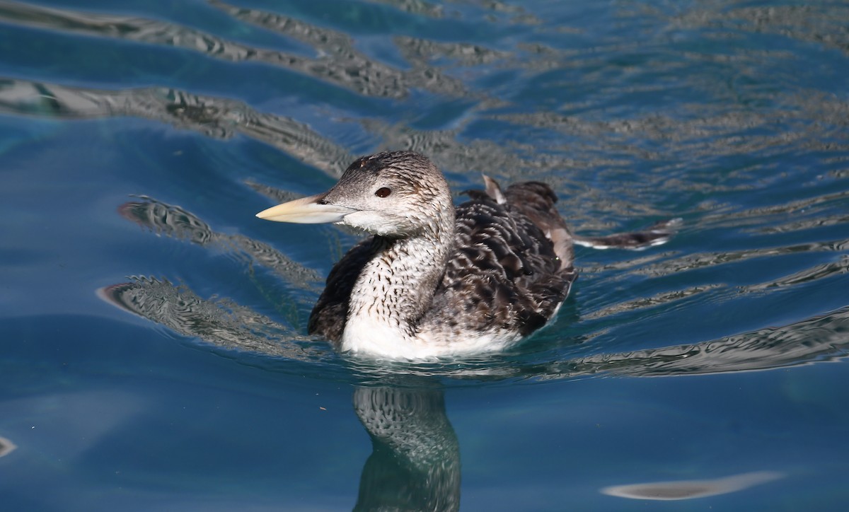 Yellow-billed Loon - ML615686370