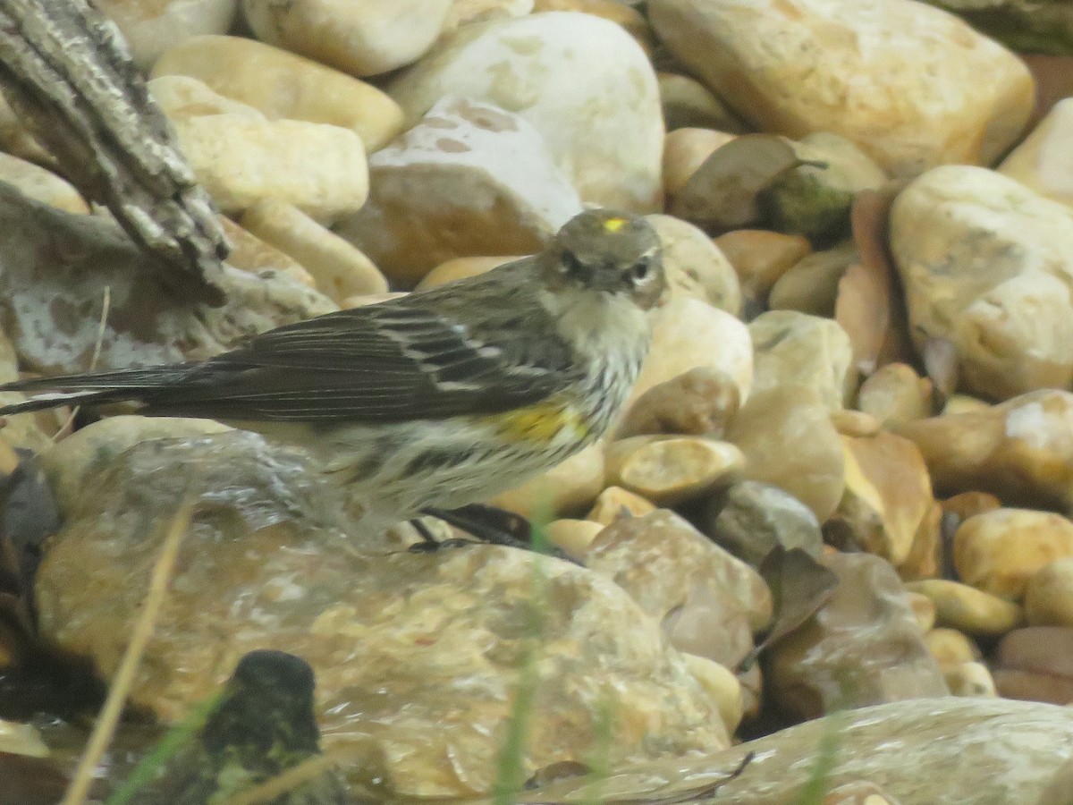 Yellow-rumped Warbler (Myrtle) - ML615686442