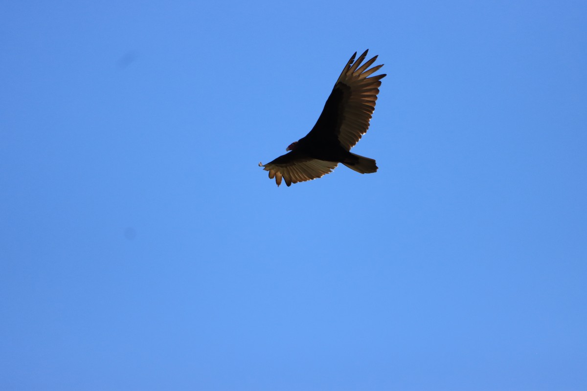 Turkey Vulture - ML615686457