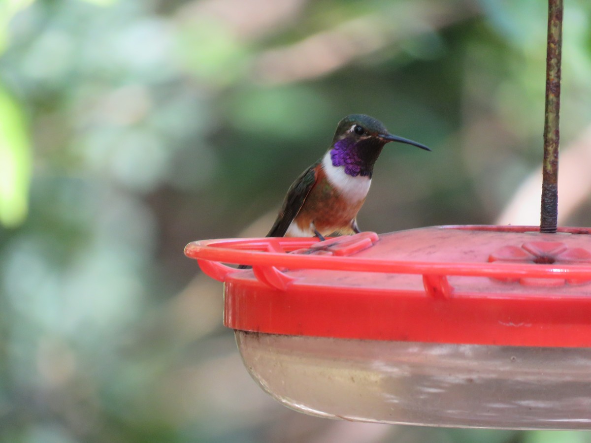 Colibrí de las Bahamas - ML615686548