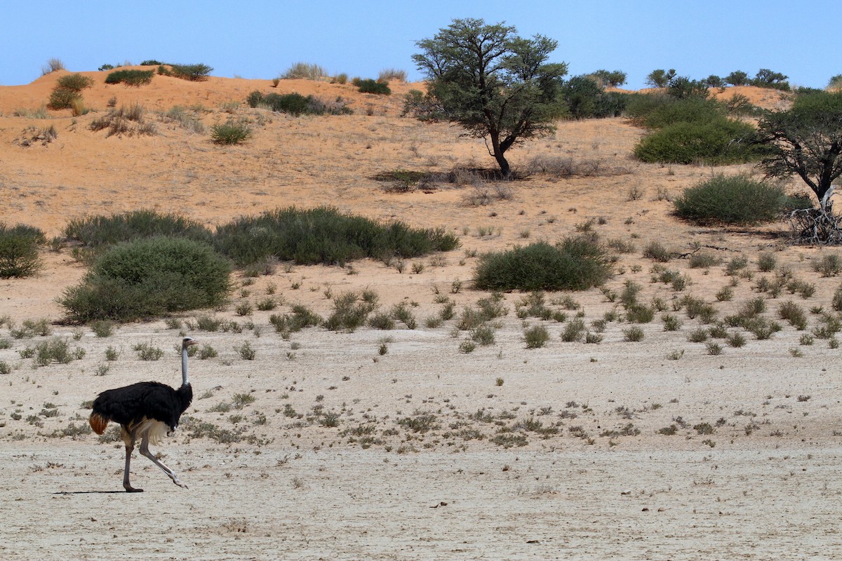 Common Ostrich - ML615686549