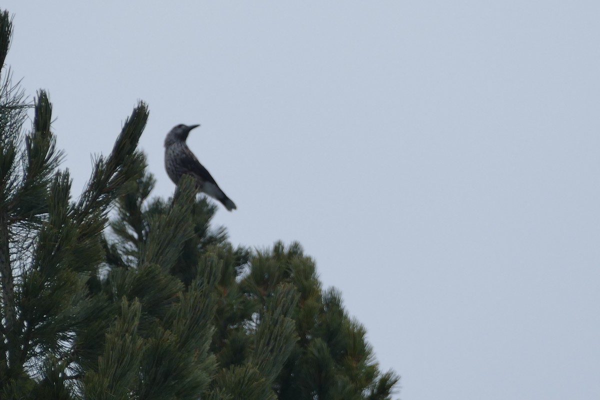 Northern Nutcracker - ML615686556