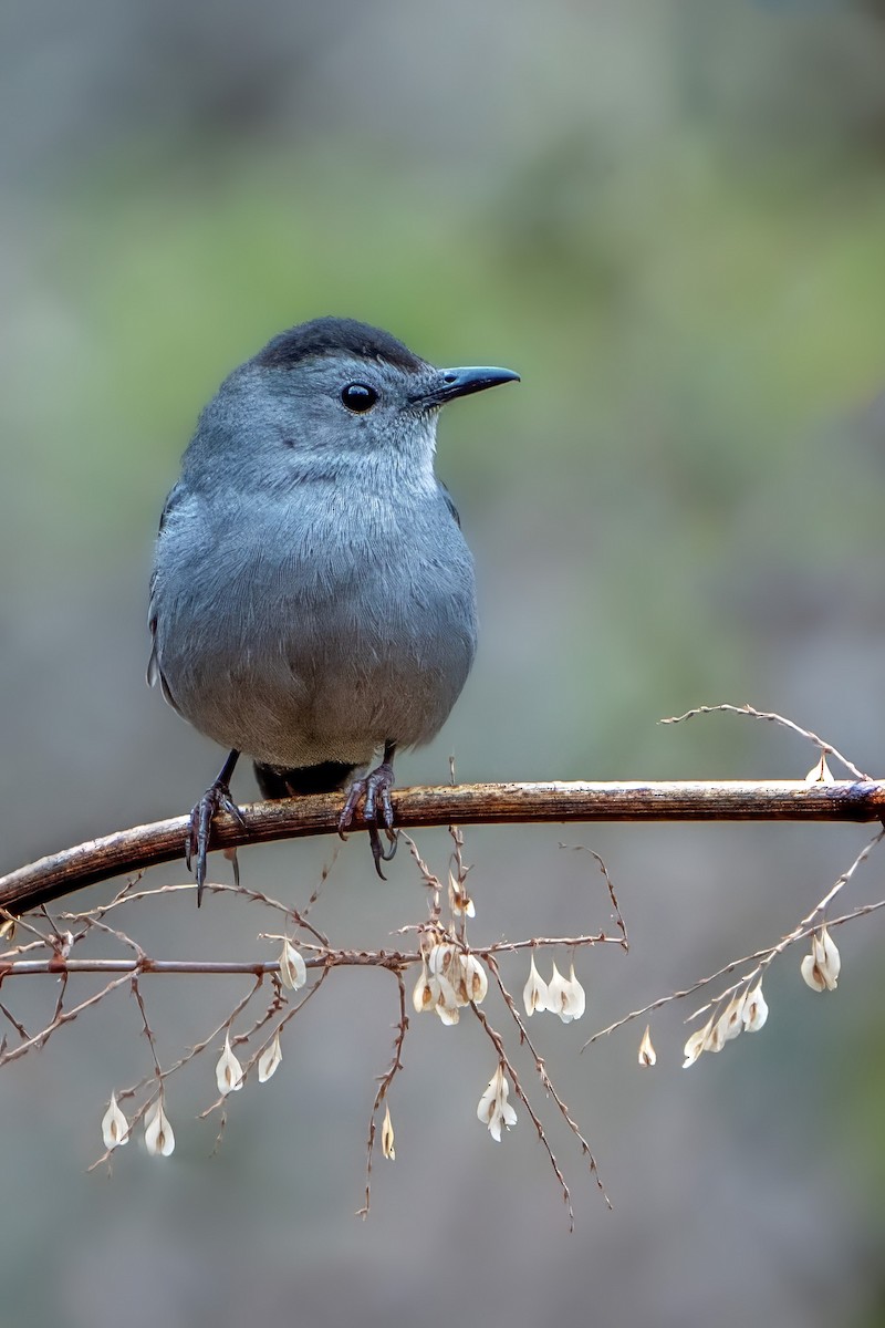 Gray Catbird - ML615686561